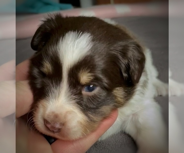 Medium Photo #1 Border Collie-Papillon Mix Puppy For Sale in CULPEPER, VA, USA