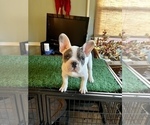 Puppy 1 French Bulldog