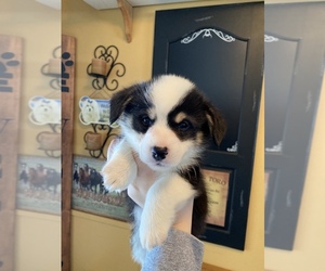 Pembroke Welsh Corgi Puppy for sale in GREENVILLE, MI, USA