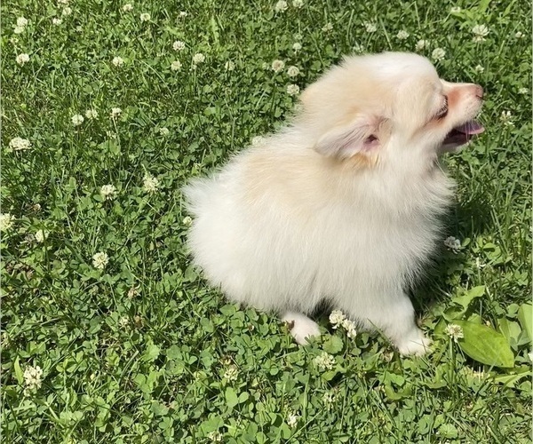 Medium Photo #8 Pomeranian Puppy For Sale in RICHMOND, MI, USA