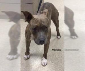 American Pit Bull Terrier Dogs for adoption in Riverside, CA, USA