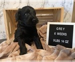 Small Photo #3 Schnauzer (Giant) Puppy For Sale in LANSING, MI, USA