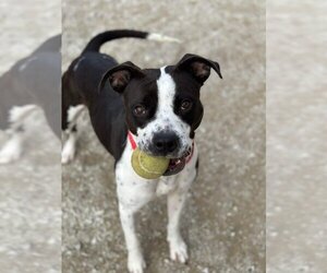 American Pit Bull Terrier Dogs for adoption in Evansville, IN, USA