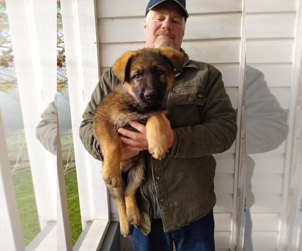 Medium Photo #1 German Shepherd Dog Puppy For Sale in ZANESVILLE, OH, USA