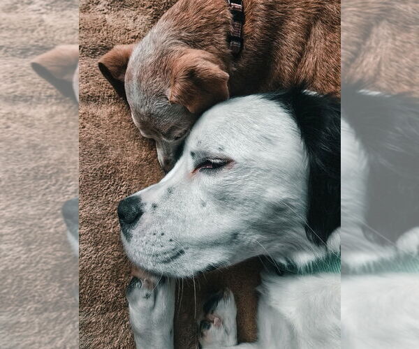 Medium Photo #2 American Staffordshire Terrier Puppy For Sale in Lake Forest, CA, USA