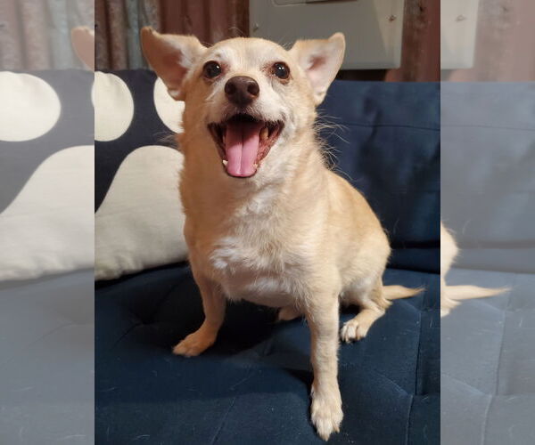 Medium Photo #3 Chihuahua-Unknown Mix Puppy For Sale in Temecula, CA, USA