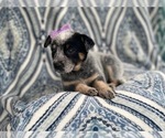 Small Photo #7 Australian Cattle Dog Puppy For Sale in LAKELAND, FL, USA