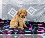 Puppy Raylee Poodle (Miniature)