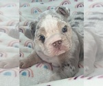 Puppy Poppy English Bulldog