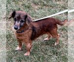 Small Photo #3 Chiweenie Puppy For Sale in Batavia, OH, USA