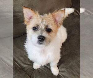 Norfolk Terrier-Unknown Mix Dogs for adoption in Canton, CT, USA