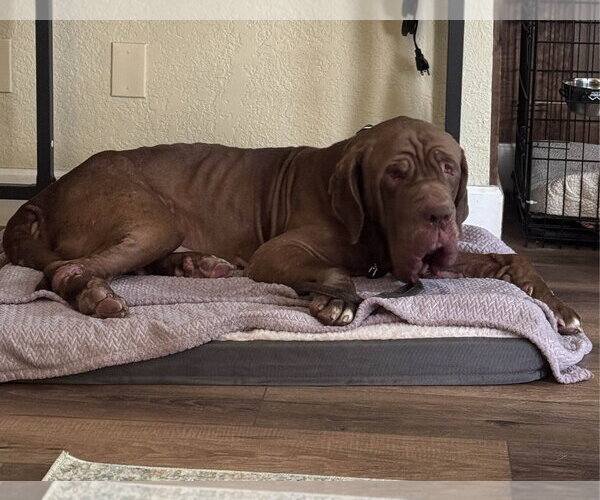 Medium Photo #3 Neapolitan Mastiff Puppy For Sale in Ellisville, MO, USA