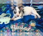 Small Photo #10 French Bullhuahua Puppy For Sale in YPSILANTI, MI, USA
