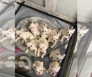 French Bulldog Litter for sale in ENGLEWOOD, CO, USA