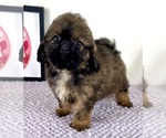 Regina - Female Shih-Poo Puppy for Sale - Photo #4