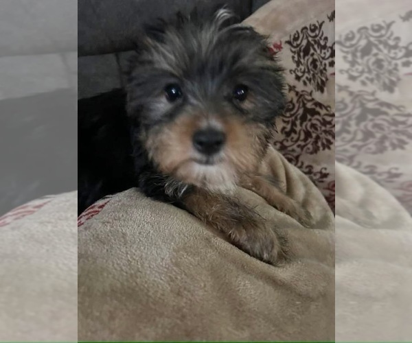 Medium Photo #1 Yorkshire Terrier Puppy For Sale in BEATTYVILLE, KY, USA