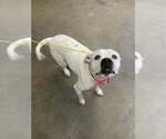 Pebbles - Female Boxer-Unknown Mix Dog for Adoption - Small photo