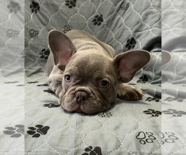 Medium Photo #29 French Bulldog Puppy For Sale in FOUNTAIN CITY, IN, USA