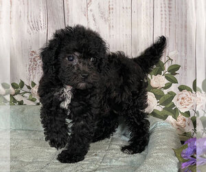 Morkie-Poodle (Miniature) Mix Puppy for sale in PENNS CREEK, PA, USA