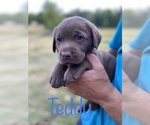 Small Photo #9 Labrador Retriever Puppy For Sale in BRIDGEWATER, VA, USA