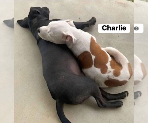 Medium Photo #4 American Bulldog-Unknown Mix Puppy For Sale in Alexander, AR, USA