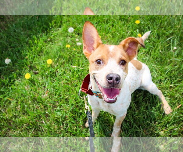 Medium Photo #4 Mutt Puppy For Sale in Garden City, NY, USA