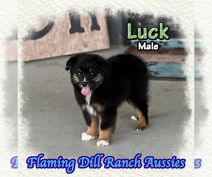 Miniature Australian Shepherd Puppy for sale in FORESTBURG, TX, USA