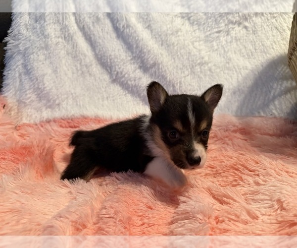 Medium Photo #5 American Corgi Puppy For Sale in CANAL WINCHESTER, OH, USA