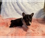 Small Photo #18 American Corgi Puppy For Sale in CANAL WINCHESTER, OH, USA
