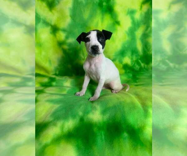 Medium Photo #1 American Staffordshire Terrier-Unknown Mix Puppy For Sale in New Oxford , PA, USA