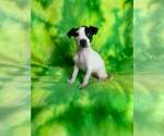 Small American Staffordshire Terrier Mix