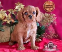 Small Photo #4 Cavalier King Charles Spaniel Puppy For Sale in MIAMI, FL, USA