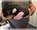 Small Photo #15 Rottweiler Puppy For Sale in SPARKS, GA, USA