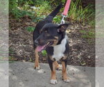 Small Photo #4 Australian Kelpie-Unknown Mix Puppy For Sale in Huntley, IL, USA
