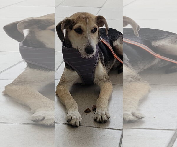 Medium Photo #1 Jack Russell Terrier-Unknown Mix Puppy For Sale in NYC, NY, USA