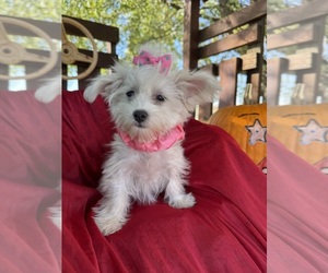 Maltese Puppy for sale in LANCASTER, MO, USA