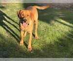 Small #2 Labrador Retriever
