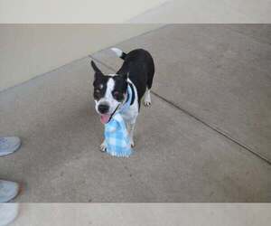 Mutt Dog for Adoption in McKinney, Texas USA