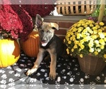 Small Photo #35 German Shepherd Dog Puppy For Sale in HAMILTON, NJ, USA