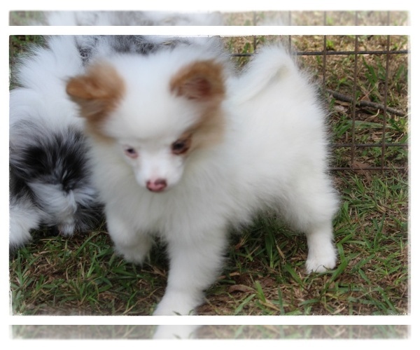 Medium Photo #1 Shiranian Puppy For Sale in BROOKHAVEN, MS, USA
