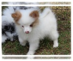 Preston - Male Shiranian Puppy for Sale - Small photo