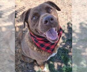 Labrador Retriever-Unknown Mix Dogs for adoption in Bakersfield, CA, USA
