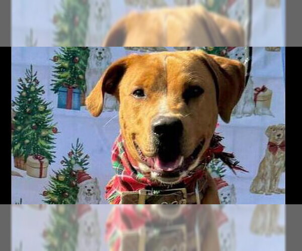 Medium Photo #3 American Staffordshire Terrier-Golden Retriever Mix Puppy For Sale in Oakhurst, NJ, USA