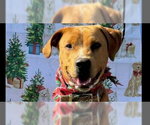 Small #2 American Staffordshire Terrier-Golden Retriever Mix