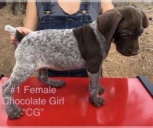 German Shorthaired Pointer Puppy for sale in FLORISSANT, CO, USA