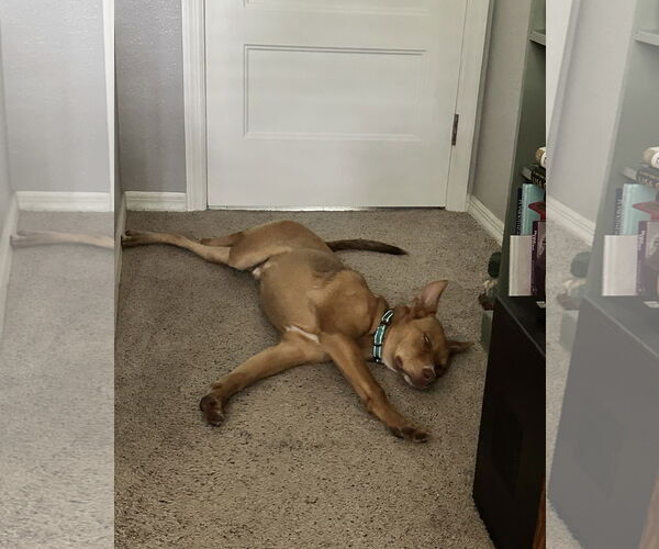 Medium Photo #5 Australian Kelpie-Unknown Mix Puppy For Sale in Valrico, FL, USA