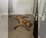 Small #4 Australian Kelpie Mix