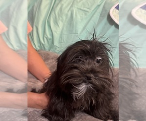 Medium Lhasa Apso