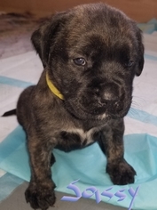 Mastiff Puppy for sale in ADDISON, NY, USA