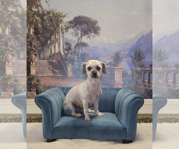 Medium Photo #1 Shih Tzu-Unknown Mix Puppy For Sale in Oakhurst, NJ, USA